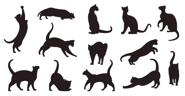 2,100+ Black Cat Jump Stock Photos, Pictures & Royalty-Free Images