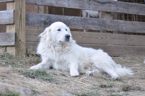 great pyrenees dog resting from guarding sheep at a mountain farm in North Carolina