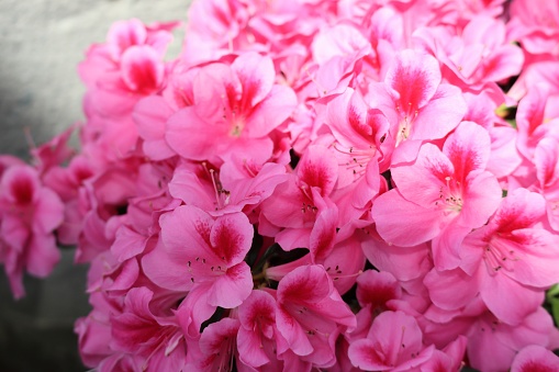Beautiful azalea flowers close-up