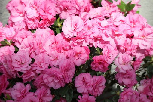 Beautiful azalea flowers close-up