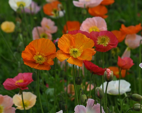 Poppies and a bee in a rural setting.