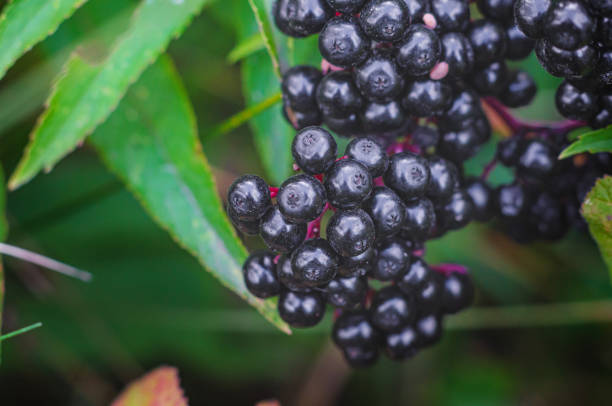 Macro shot of ripe black elderberry berries with green leaves. Close up view. Macro shot of ripe black elderberry berries with green leaves. Close up view elderberry photos stock pictures, royalty-free photos & images