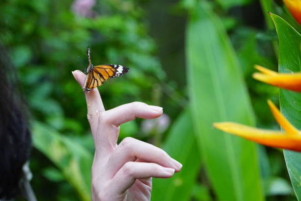 istock Butterfly on a hand in garden 1702069052