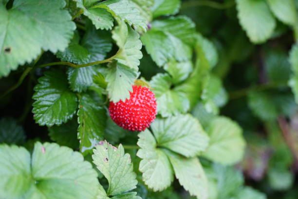 istock Red berry in green leaves 1702070030