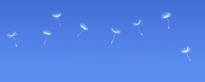 Dandelion Seeds Blowing On Blue Sky Background. Freedom To Wish