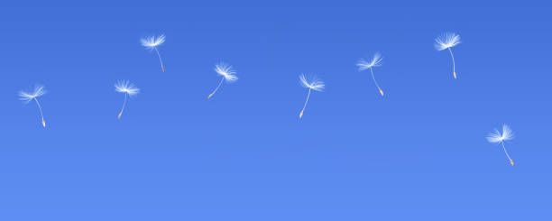 Flying Dandelion Seeds In The Sky Dandelion Seeds Blowing On Blue Sky Background. Freedom To Wish moment of silence stock pictures, royalty-free photos & images