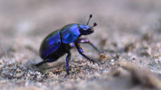istock Shiny Colorful Forest Beetle Bug Walking on Sand in Woods Close Up 1702074066
