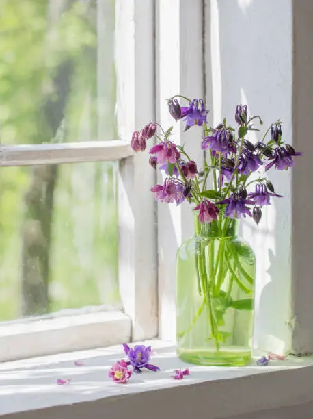 aquilegia flowers in green vase on windowsill