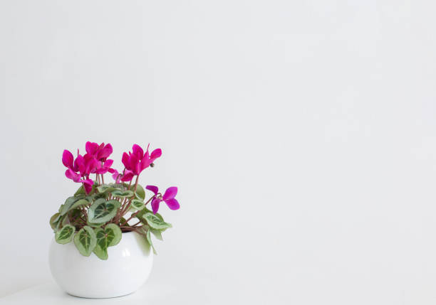 cyclamen in flowerpot on background white wall