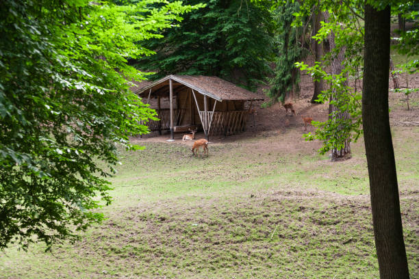 Deer walk in the reserve near a feeder in the forest. Long shot
