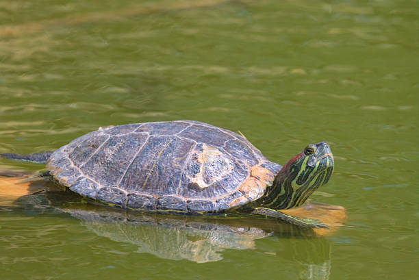 istock A red-eared tortoise with its head up is basking in the bright sun on a log in a pond. 1702093059