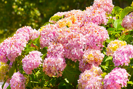 Pink hydrangeas, flowering plants blossoming in the sunlight, full frame view suitable for backgrounds. Galicia, Spain.