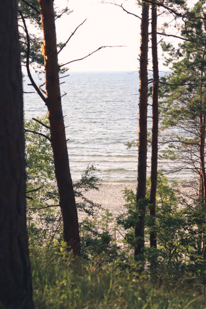 istock Beach and sea through the trees 1702102294