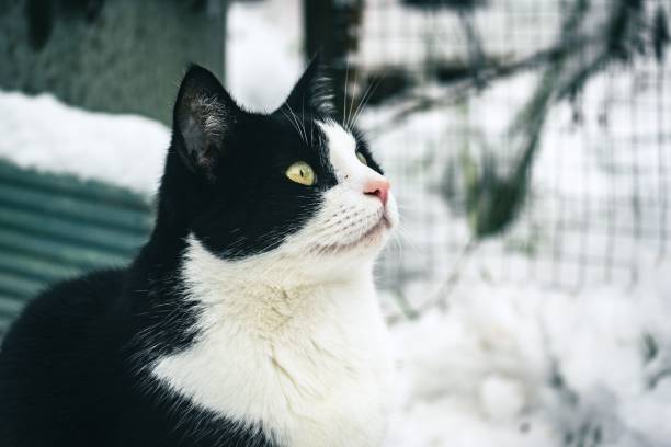 istock Domestic cat standing in a winter landscape, looking up 1702105138
