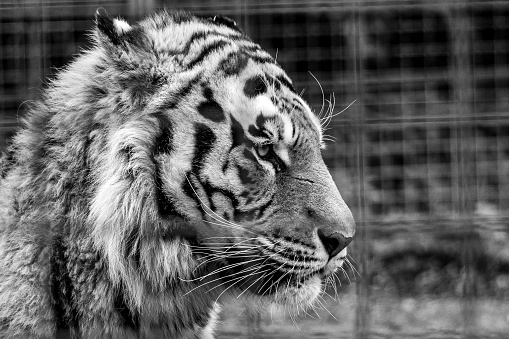 A beautiful tiger standing in profile, looking into the distance in grayscale