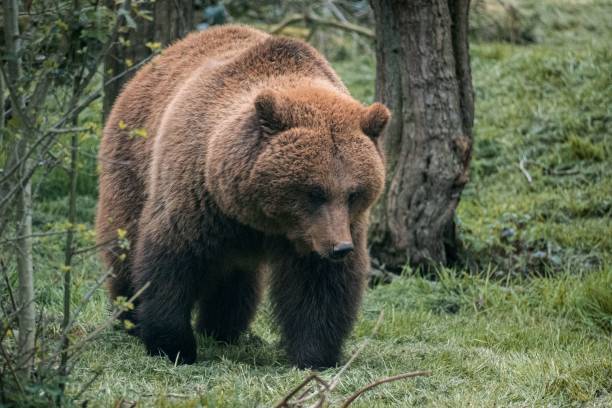 istock Solitary brown bear walking through a serene and lush green forest 1702105231