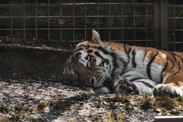 istock Majestic Bengal Tiger resting in its enclosure, with rocks beneath its feet 1702105363