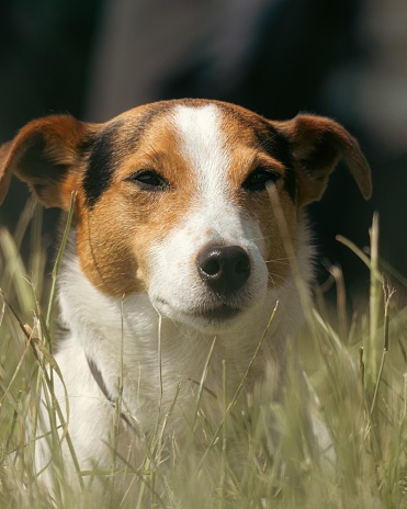 A cheerful Jack Russell Terrier dog in a lush green grassy field, enjoying the sun