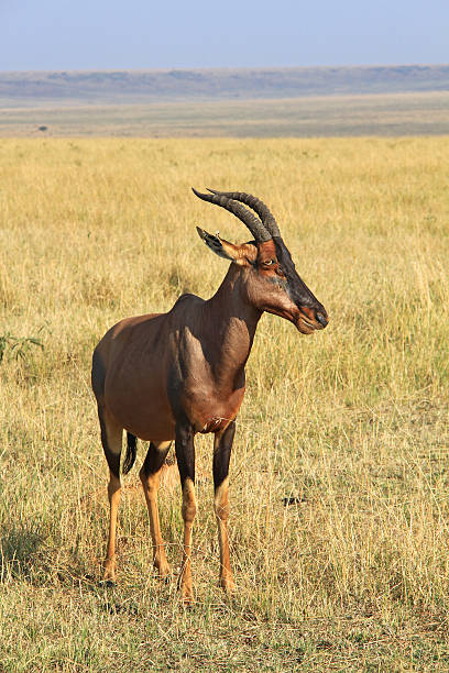 antílope topi en savannah - masai mara national reserve masai mara topi antelope fotografías e imágenes de stock