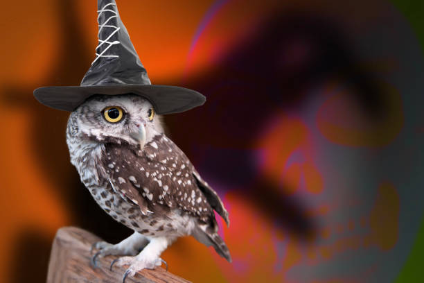 Owl wearing black witch hat stands on a log with shadow behind it looked like mysterious hand.