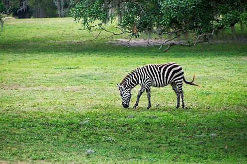 Damara zebra searching for food in the sand of its enclosure at the zoo
