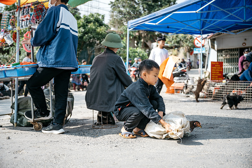 Bac Ha, Vietnam - November 13, 2022: little boy carrying living rooster in sack in at traditional land market in Bac ha in northern vietnam