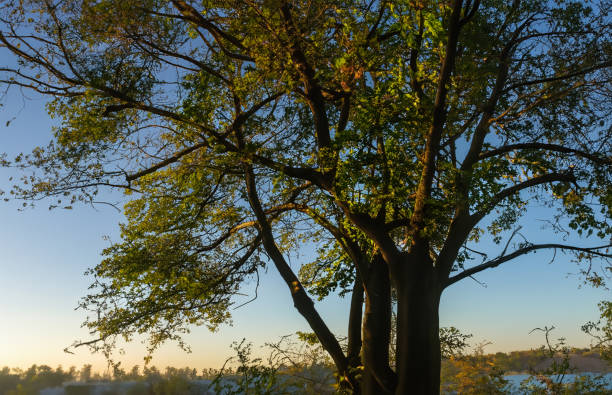 photographie d’arbres captivante, explorez la beauté de la nature dans de superbes images d’arbres. - ecological reserve tree reflection land feature photos et images de collection
