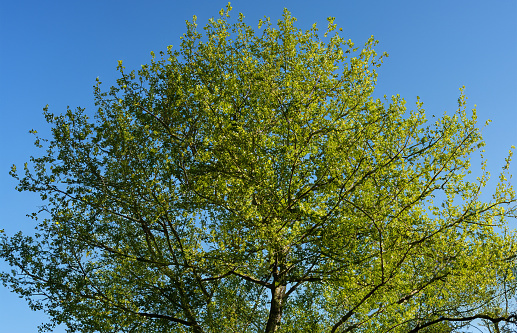 Lush green tree in a serene natural setting, a symbol of tranquility and nature's beauty. Perfect for environmental and outdoor themes.