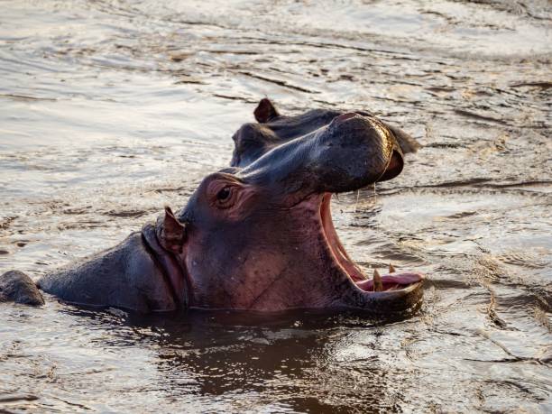 istock Two hippopotamus enjoying a refreshing dip in a tranquil lake 1702136687