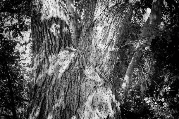 A closeup of a lush tree trunk in grayscale