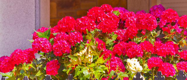 Red hydrangeas flowerbed, flowering plants blossoming in the sunlight,  view suitable for backgrounds, copy space available. Galicia, Spain.