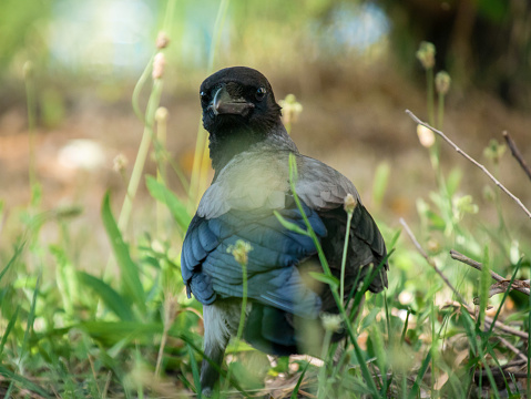 A crow sitting in the grass looks back