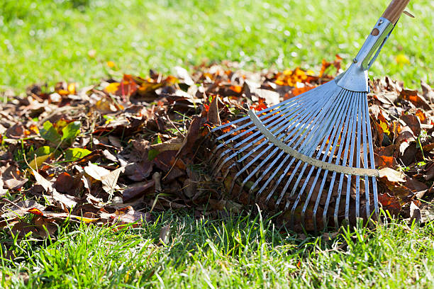 istock Rake, Leaves on Grass in Garden 170215115