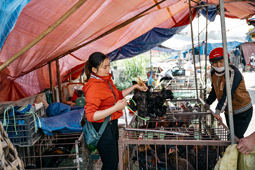 Bac Ha, Vietnam - November 13, 2022: female market vendor selling living rooster at traditional land market in Bac ha in northern vietnam