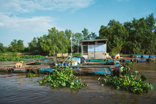 mekong river, south vietnam,  - November 5, 2022: fish farm on Mekong river, Mekong Delta, south vietnam