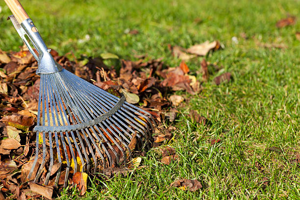 Rake, Leaves on Grass in Garden Collecting leaves with rake fall lawn stock pictures, royalty-free photos & images