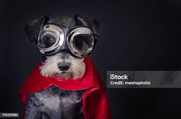 Super Dog Stock Photo - Download Image Now - Dog, Animal, Animal Themes