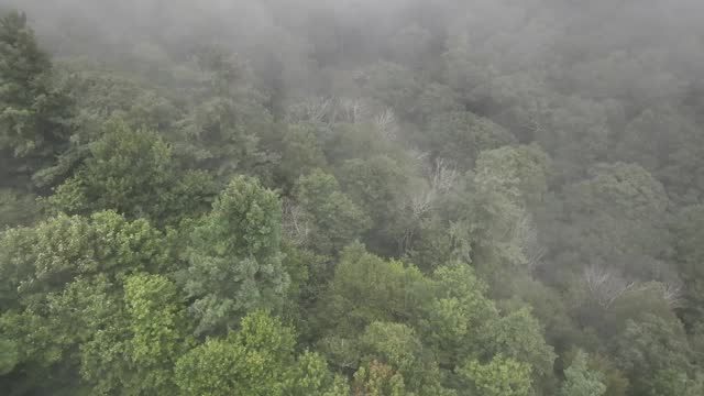 fog blows over the treetops aerial in appalachian mountain and blue ridge mountains near boone nc, north carolina
