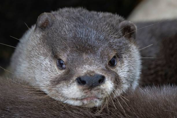 istock Closeup of an otter sitting alone 1702164991
