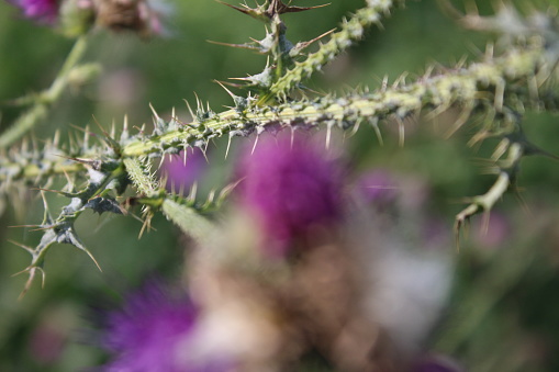 Autumn scene. Close-up photos. Pink blossoms. Thistle plant. Prickly thorns. Blur greenery in the background.