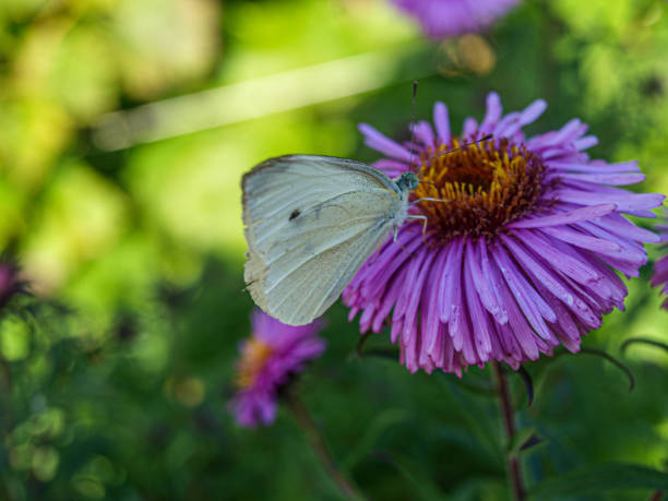 Beautiful white butterfly on a luxurious amazing flower large angle