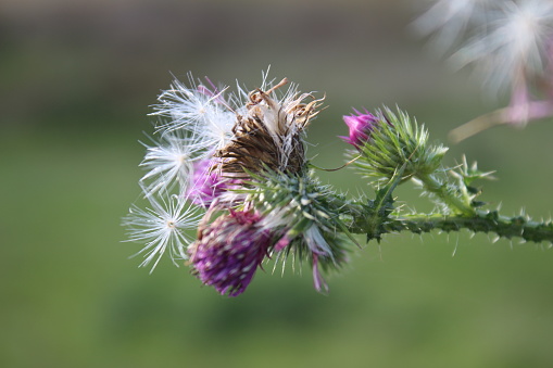 Single creeping thistle in bloom close-up view with selective focus