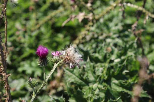 istock Summer on the meadow. Minimalistic approach. Macrophotography floral. Herbaceous tree. 1702185137