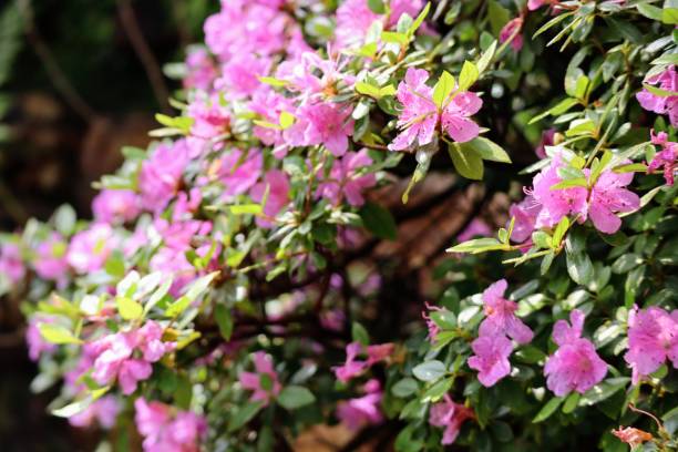istock Beautiful azalea flowers close-up 1702190160