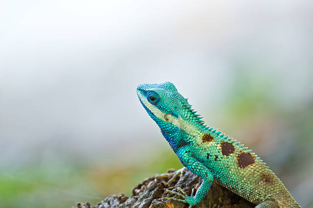 istock Blue iguana in the nature 170219414