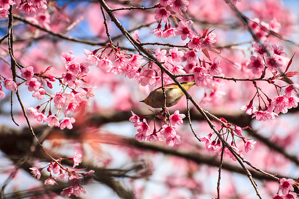 istock Cute bird sitting on blossom tree branch 170219629