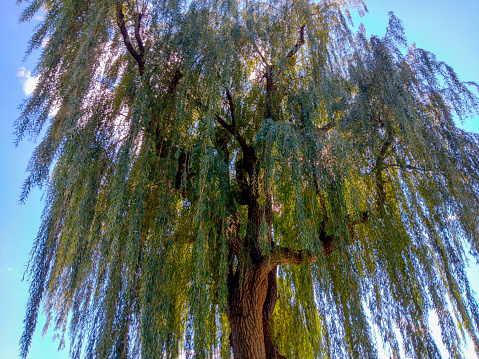 The sun filters through this beautiful white willow tree at the Public Garden in Boston, Massachusetts.