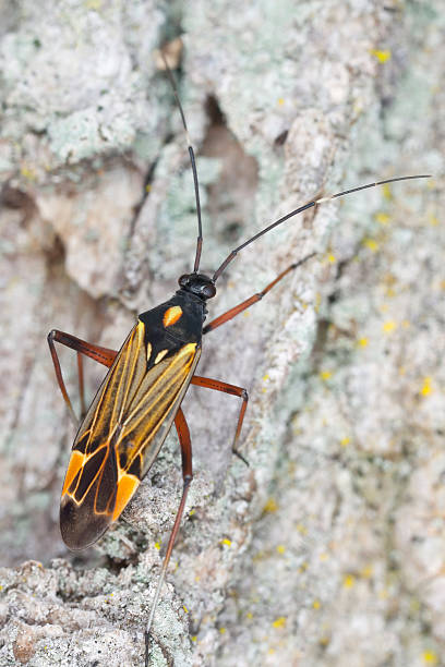 istock Plantbug, Miris striatus on oak, extreme close-up 170219921