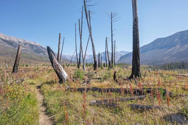 Hiking Trail and Forest Fire Snags Hiking trail among forest fire snags in Kootenay National Park, British Columbia, Canada autumn field tree mountain stock pictures, royalty-free photos & images