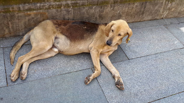 istock Dog in Kutaisi, Georgia 1702209229